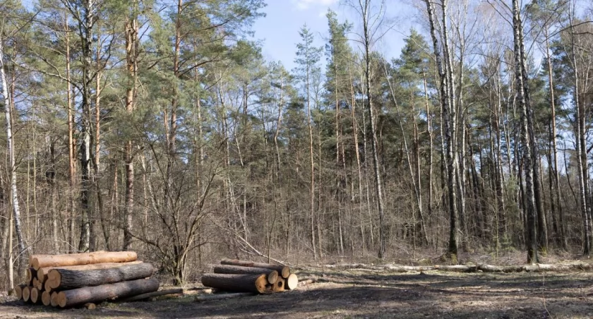 Będą kolejne konsultacje społeczne ws. ciechanowskich lasów