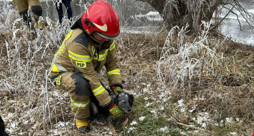 Pies i łabędź uwięzieni na rzece w Glinojecku. Z pomocą ruszyli strażacy [zdjęcia]