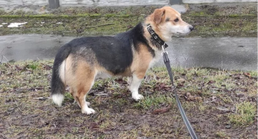 Pilny apel wolontariuszy schroniska w Pawłowie
