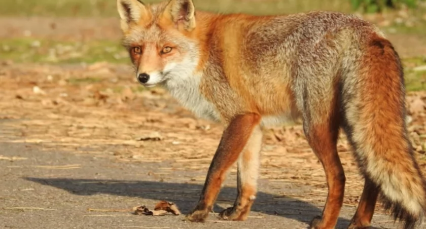 Zachowajmy ostrożność: będą zrzucane szczepionki
