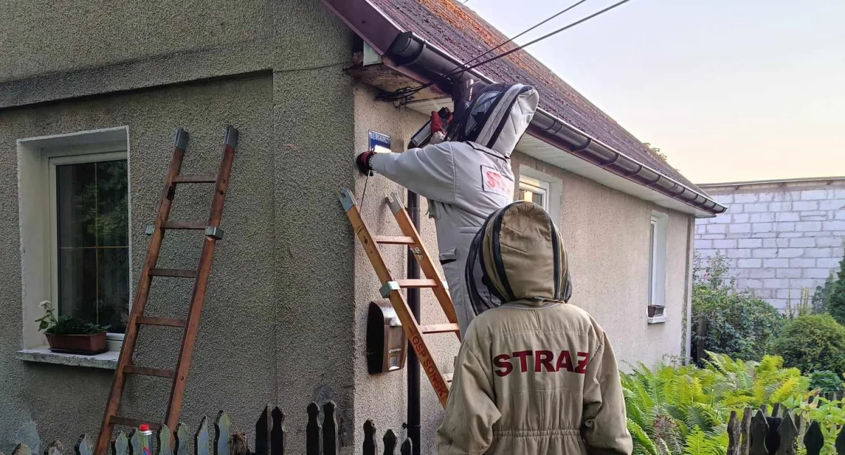 Apel straży pożarnej w sprawie owadów