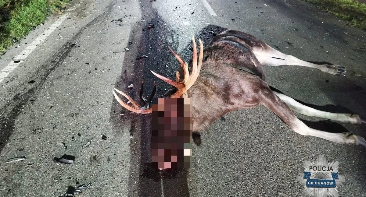 Łosie na drogach. Trzy groźne zdarzenia jednego dnia w powiecie ciechanowskim