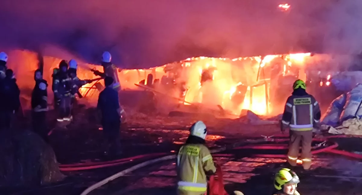 Tragiczne skutki pożaru koło Ciechanowa. Zginęły zwierzęta, straty sięgają blisko 200 tysięcy złotych [zdjęcia]