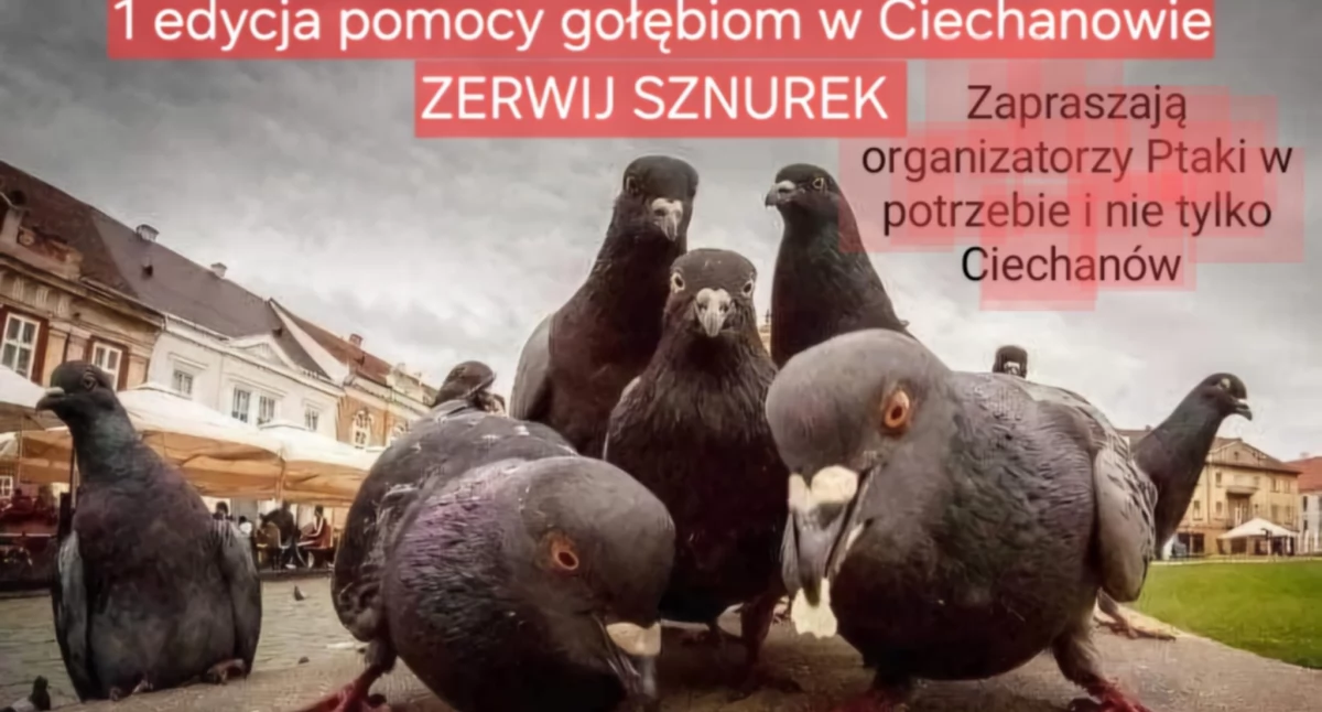 Stowarzyszenie organizuje w Ciechanowie akcję pomocy gołębiom