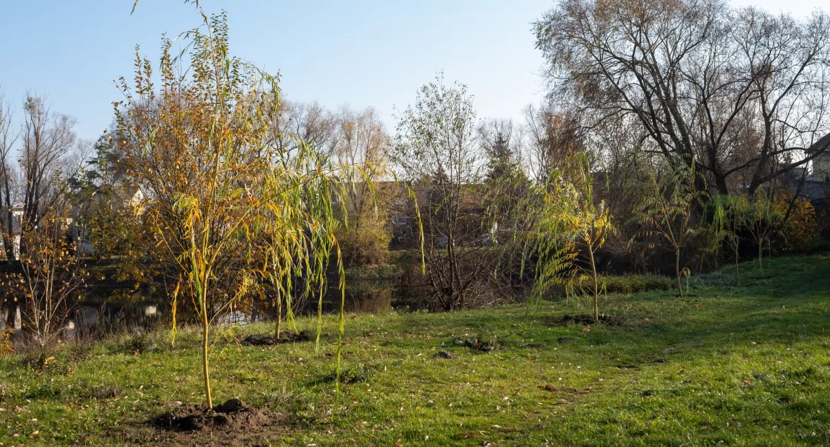 Dzięki mieszkańcom w Ciechanowie posadzono 200 drzew