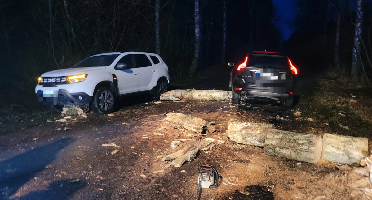 Z ostatniej chwili: Silny wiatr przewraca drzewa. Kolejne zdarzenia drogowe w pobliżu Ciechanowa [zdjęcia]