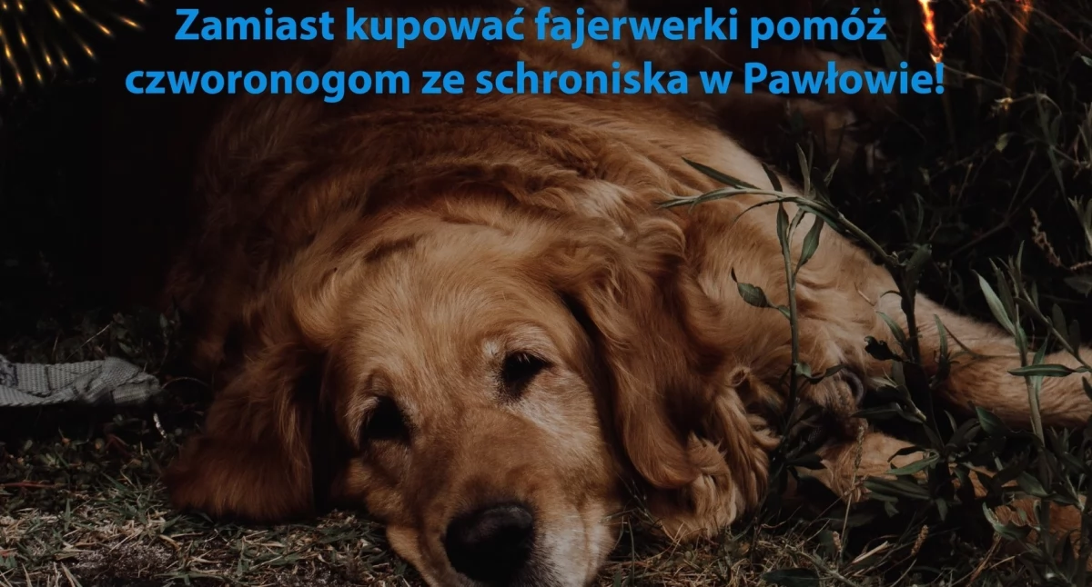 Miasto zachęca: zamiast kupować fajerwerki, pomóż zwierzakom ze schroniska
