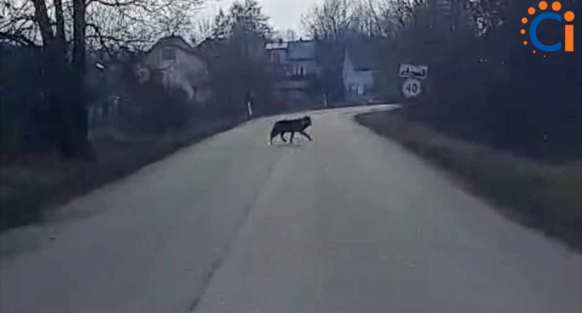 Wasze Info: Wilk w pobliżu zabudowań koło Ciechanowa [zobacz nagranie]