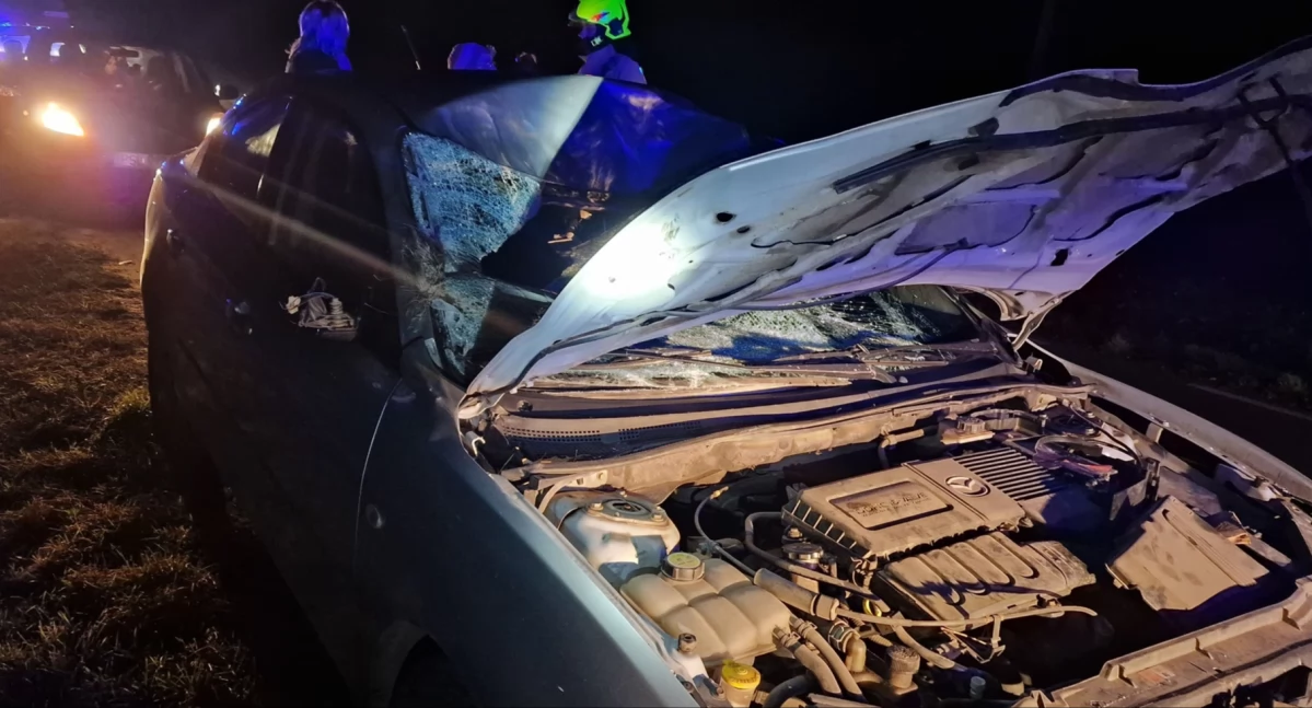 17 latka trafiła do szpitala w Ciechanowie. Auto zderzyło się z łosiem [zdjęcia]
