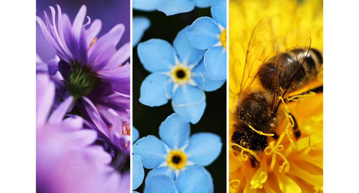 MakroMagia – wystawa fotografii Edyty Makowskiej w Ciechanowie