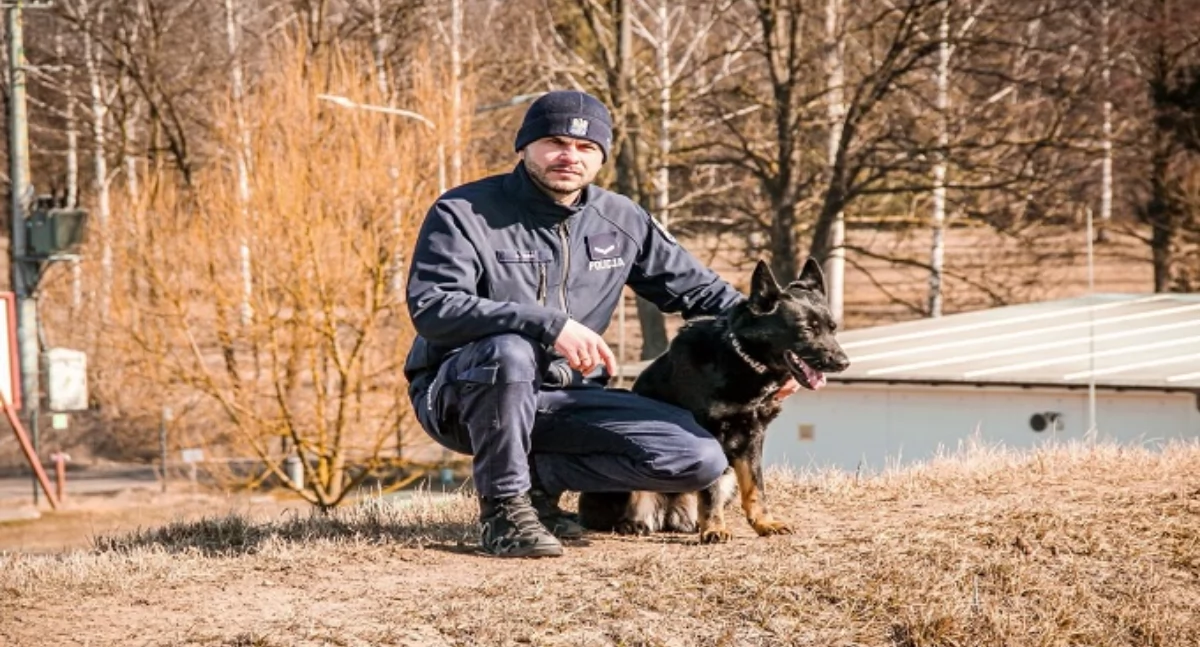 Raja, Szron i Turkus - psy do zadań specjalnych w komendzie policji w Ciechanowie [wideo]