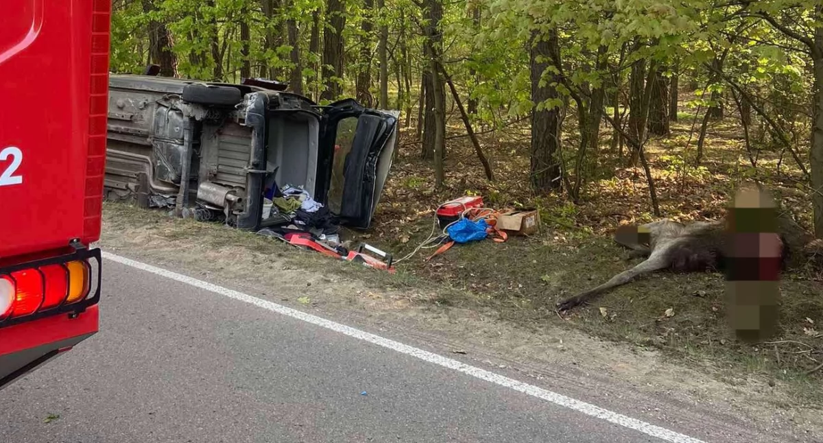 Poważny wypadek koło Ciechanowa. Auto uderzyło w łosia [zdjęcia]