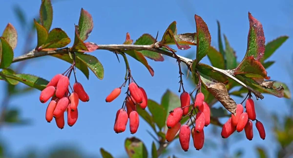 Berberyna – naturalny alkaloid o szerokim spektrum właściwości
