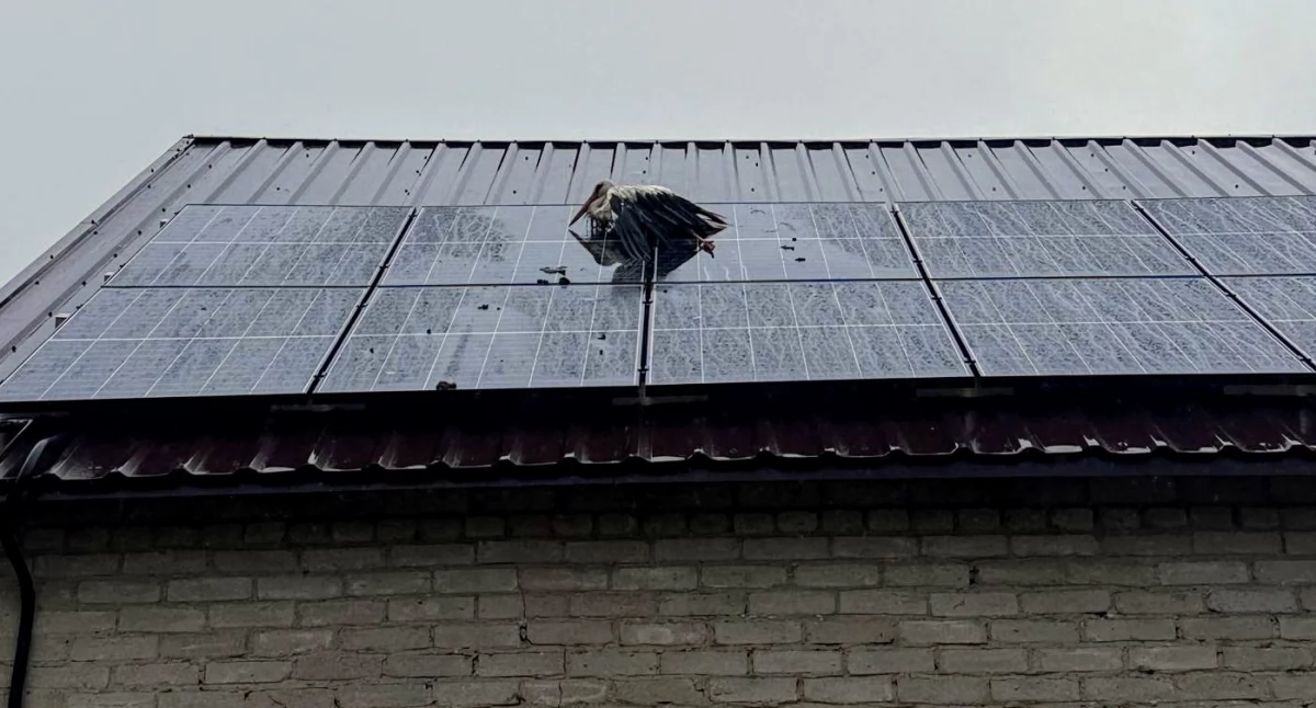 Bocian utknął pomiędzy panelami. Niecodzienna interwencja strażaków pod Ciechanowem [zdjęcia]