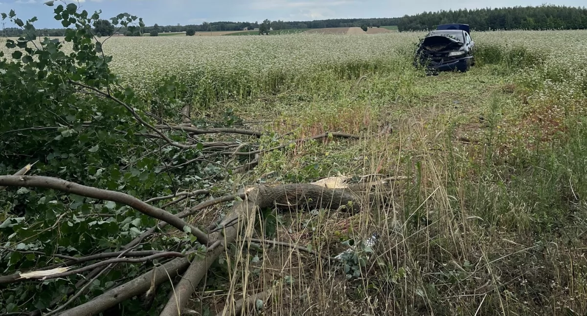 Rozpędzona honda uderzyła w drzewo. Za kierownicą obywatel Kirgistanu