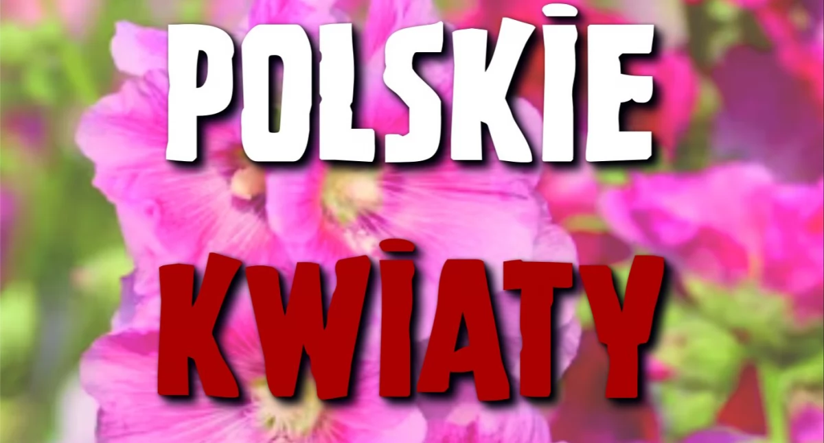 Przed nami koncert Polskie Kwiaty w Ciechanowie