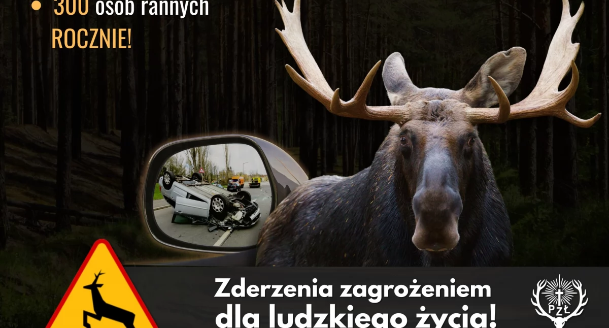 Czy wiesz, że …. jesień to czas wzmożonej aktywności łosi – również na drogach?