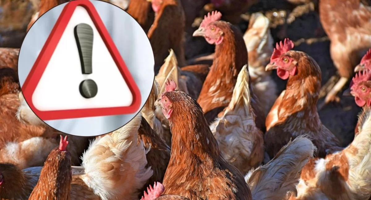 Ptasia grypa i rzekomy pomór drobiu. Obostrzenia w powiecie ciechanowskim