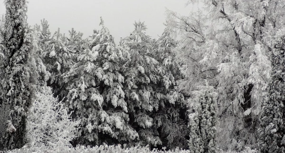Czy wiesz że ... święta Bożego Narodzenia mają bardzo silne leśne korzenie?