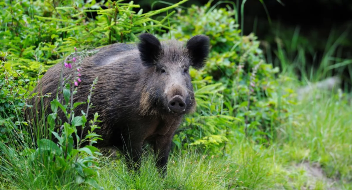Pastuch elektryczny na działce i w ogrodzie - ochrona przed zwierzyną i bezpieczeństwo upraw