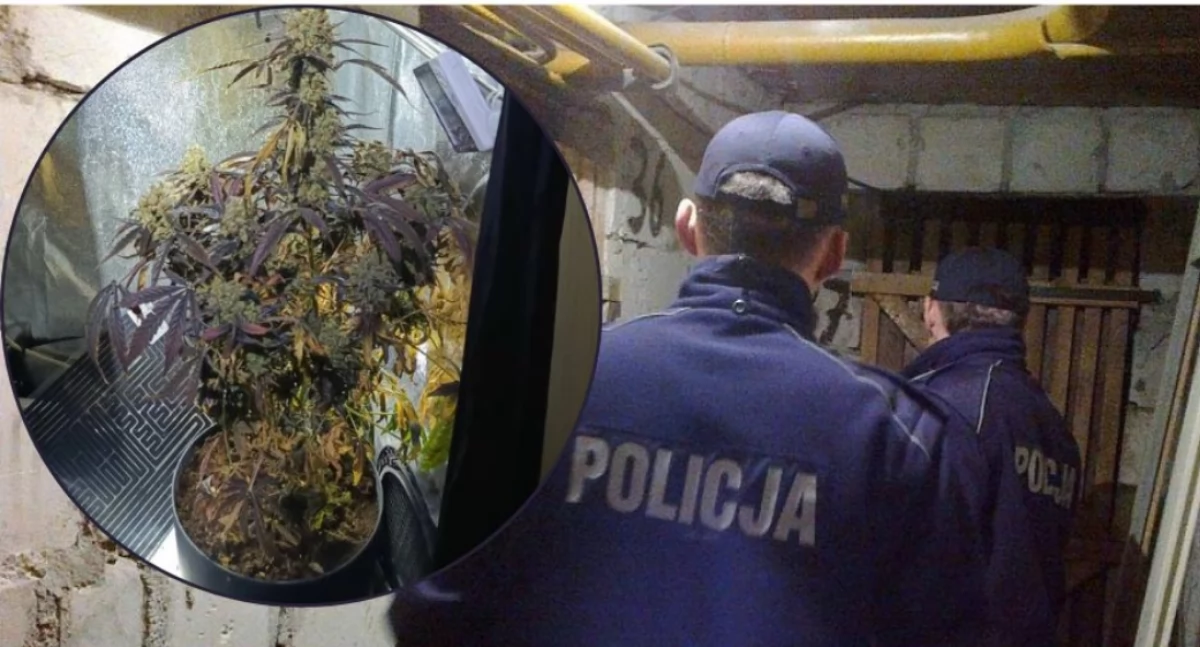 Narkotyki w piwnicy. Mieszkaniec Ciechanowa z zarzutami