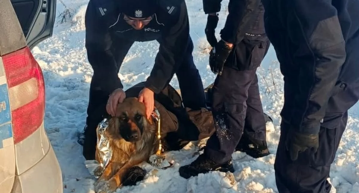 Pies przymarzł do pobocza drogi. Uratowali go policjanci [zdjęcia]
