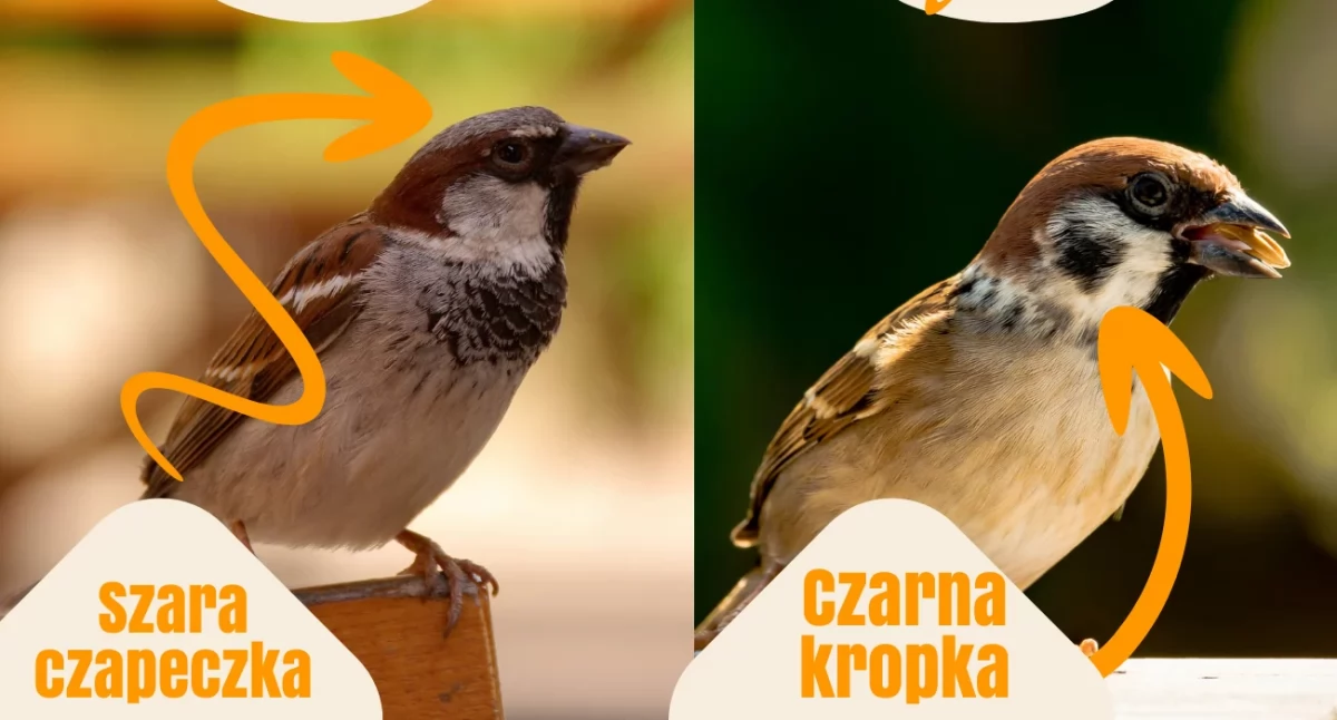 Czy wiesz że ... wróbel to nie mazurek?