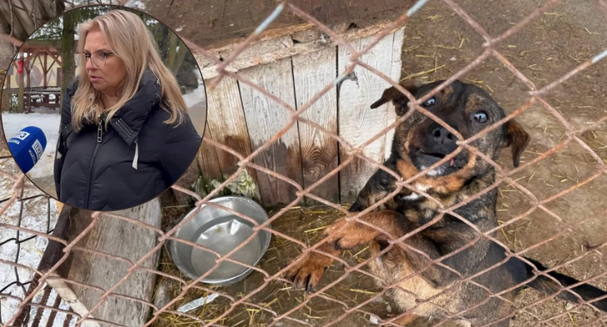 Kontrowersje wokół schroniska w Pawłowie. Kierownik: 