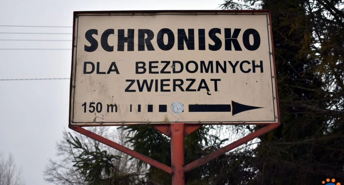 Pilne! Kierownik schroniska w Pawłowie złożyła rezygnację