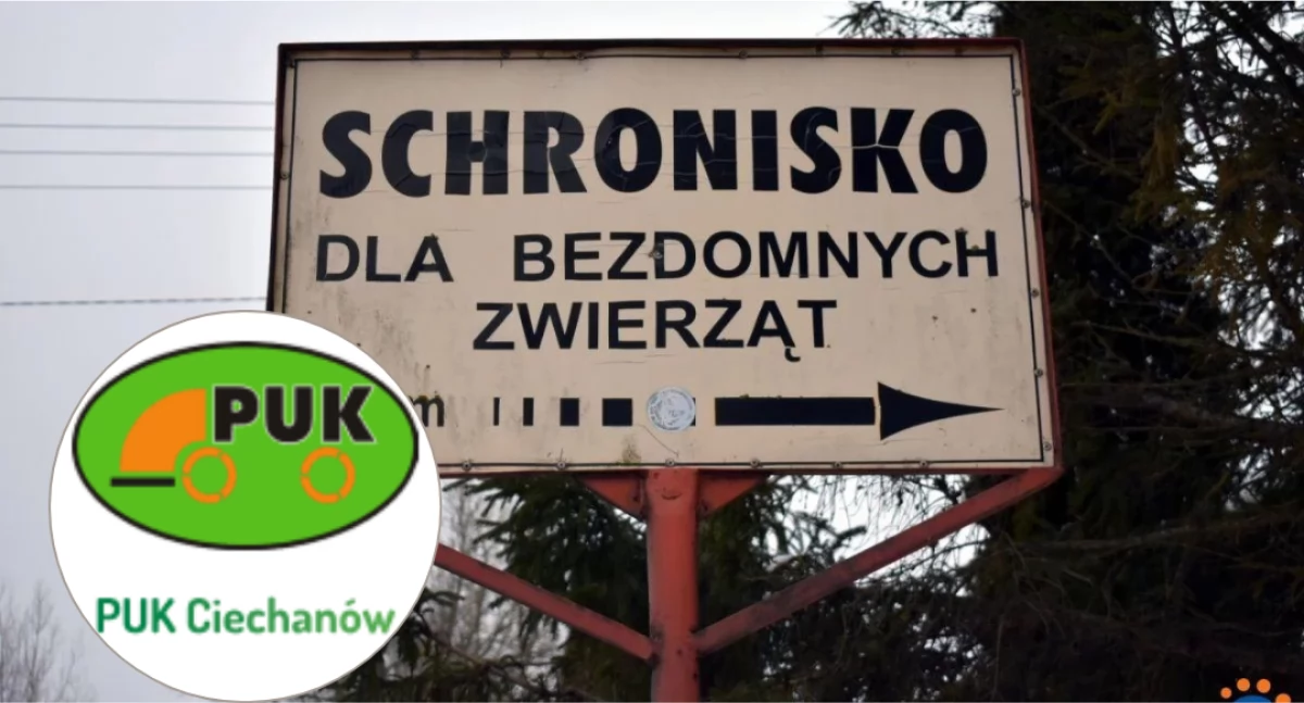 Jest konkurs na stanowisko kierownika schroniska dla bezdomnych zwierząt w Pawłowie