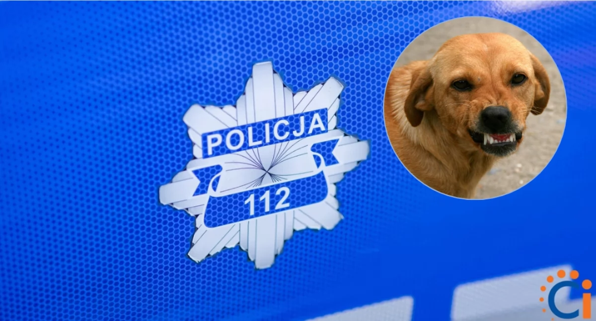 Odpowiedzą za niewłaściwe trzymanie psów. Interwencje policji w okolicy Ciechanowa