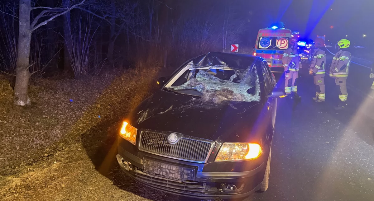 Łoś wtargnął na krajową drogę. Kierowca trafił do szpitala [zdjęcia]