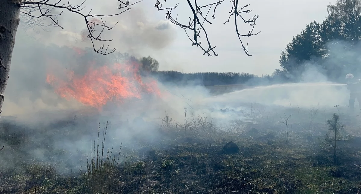 Duży pożar pod Ciechanowem. Zagrożone były budynki [zdjęcia]