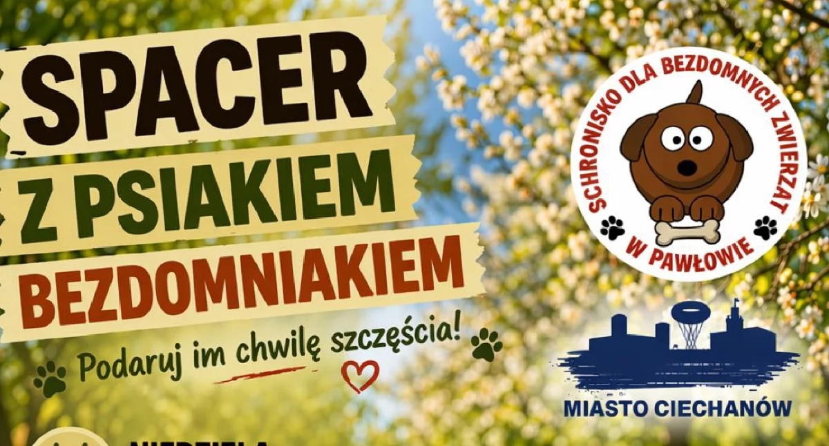 Wyjdź na spacer z psiakiem bezdomniakiem. Akcja wolontariuszy w Ciechanowie
