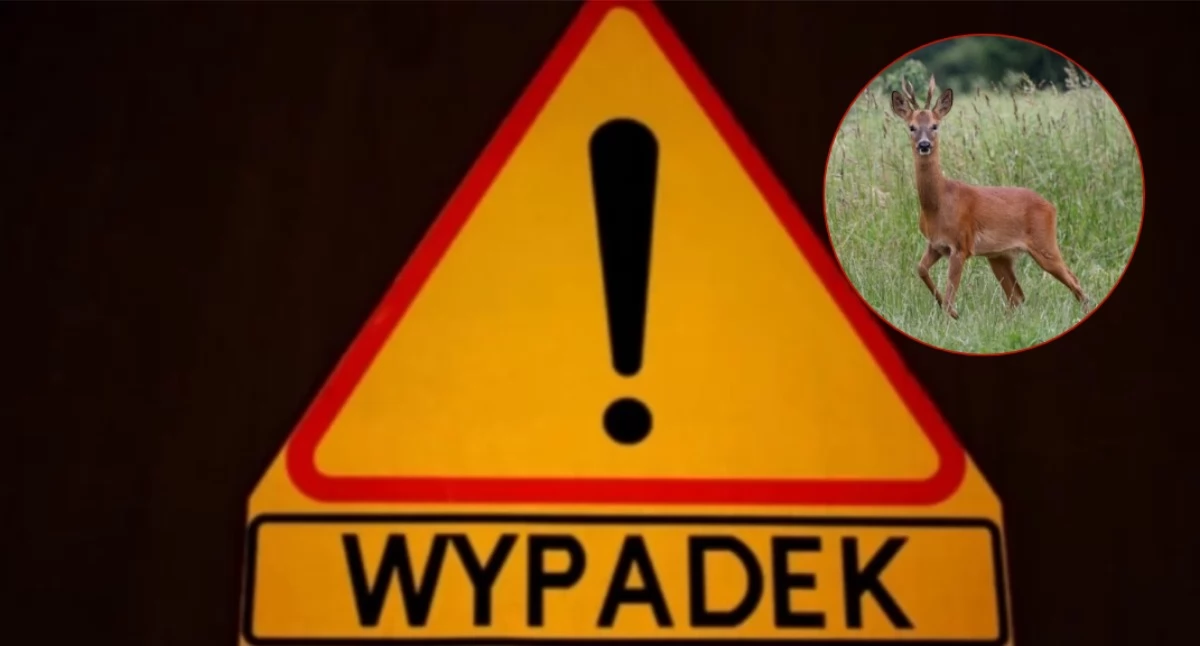 Wypadek na drodze Ciechanów-Płońsk. Auto uderzyło w sarnę