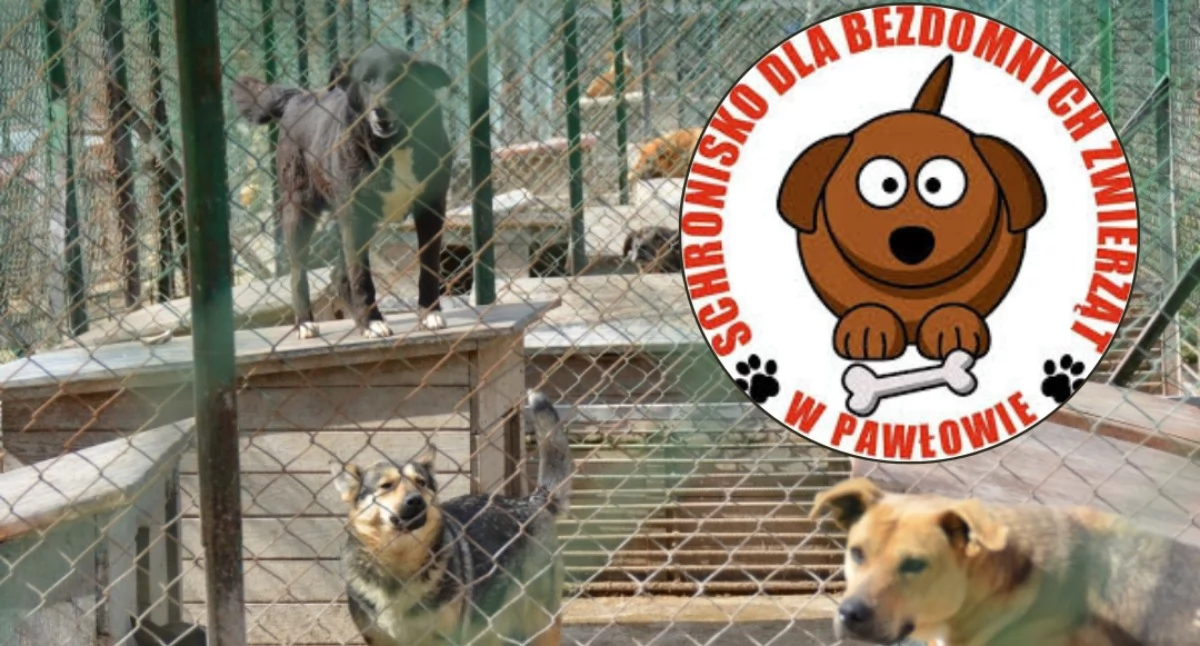 Komisja była jednogłośna. Schronisko w Pawłowie wciąż bez kierownika