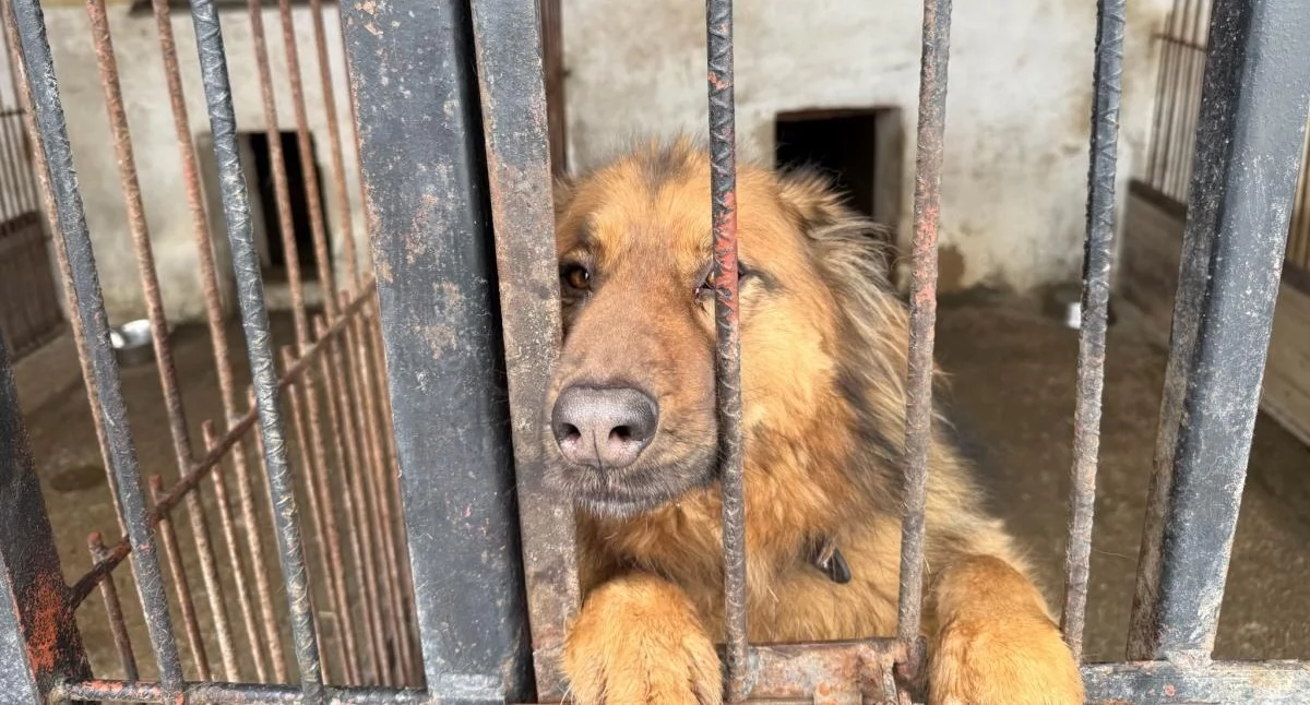 PUK zatrudni osobę do pracy w schronisku w Pawłowie
