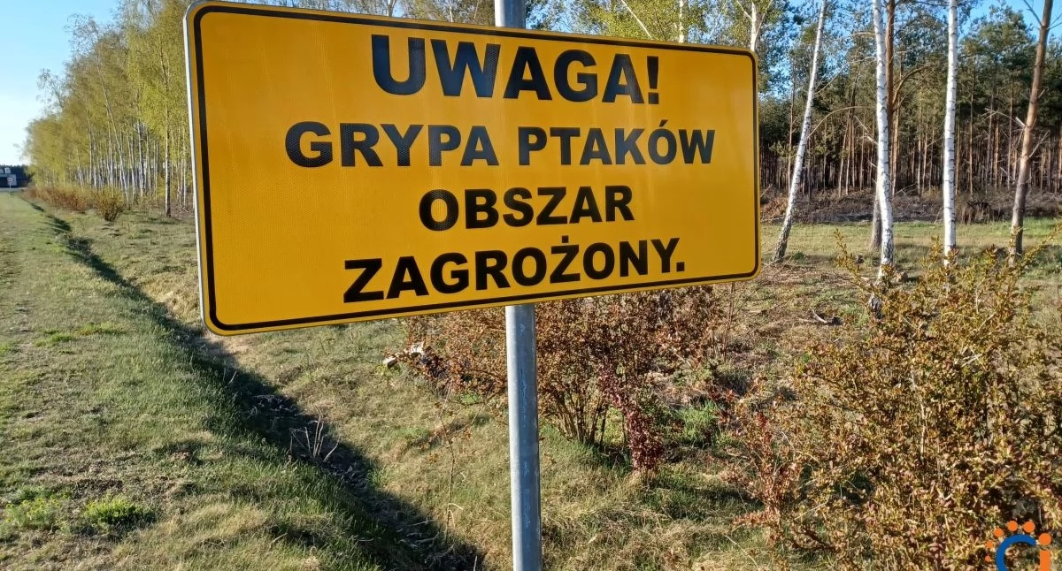 Obszar zapowietrzony i zagrożony. Nowe restrykcje w powiecie ciechanowskim