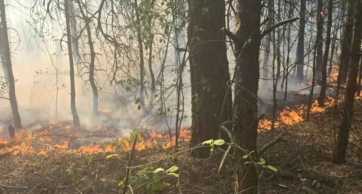 We wsi koło Ciechanowa płonął las