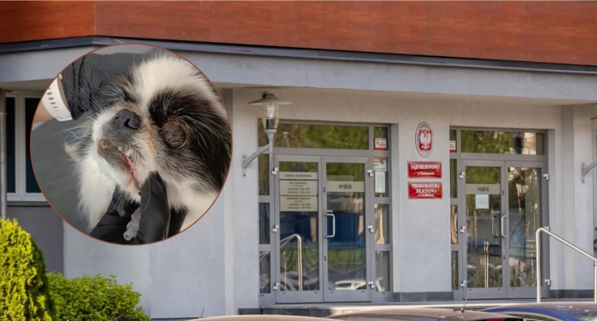 Skazany hodowca psów z Ciechanowa. Fundacja zapowiada apelację