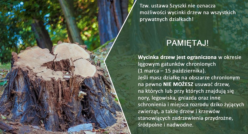 Ustawa Szyszki to nie wszystko! Zanim wytniesz - wczytaj się w przepisy!