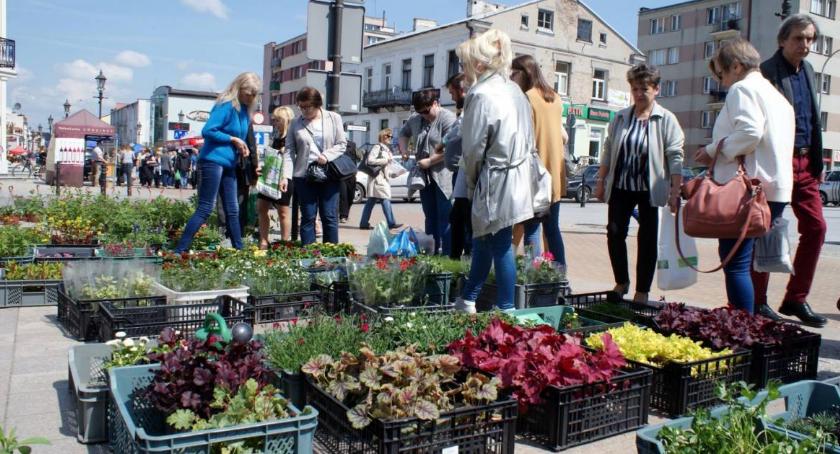 W Ciechanowie odbył się Jarmark Kwiatowy (zdjęcia)