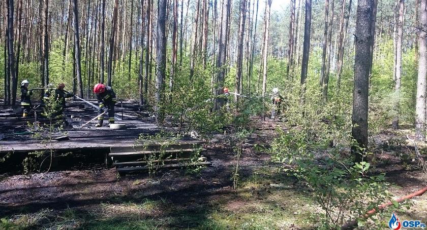 Pożar w lesie. Spłonęła przyczepa kempingowa (zdjęcia)