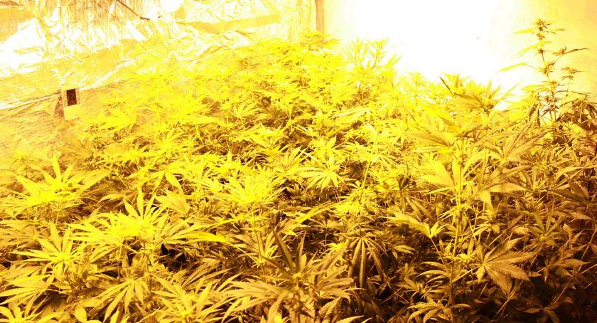 U sąsiadów: Zlikwidowali domową plantację marihuany (zdjęcia)