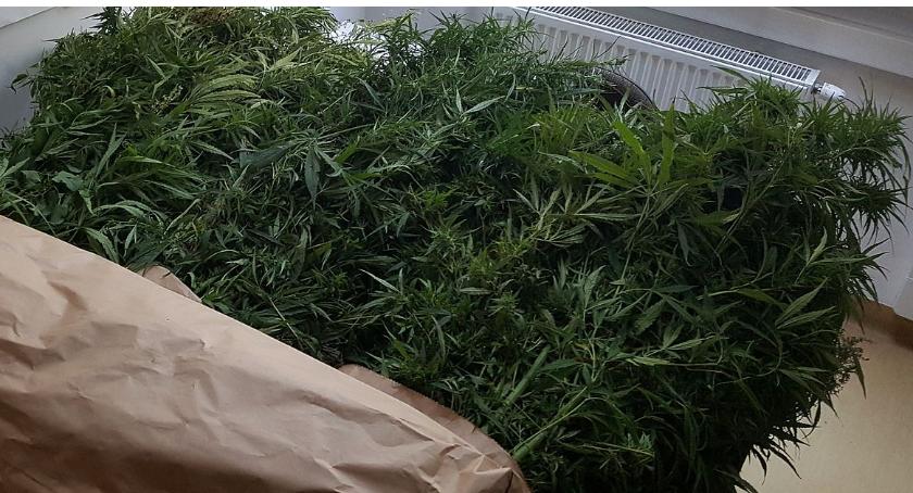 Plantacja konopi w gminie Sońsk. Policja przejęła 350 krzewów