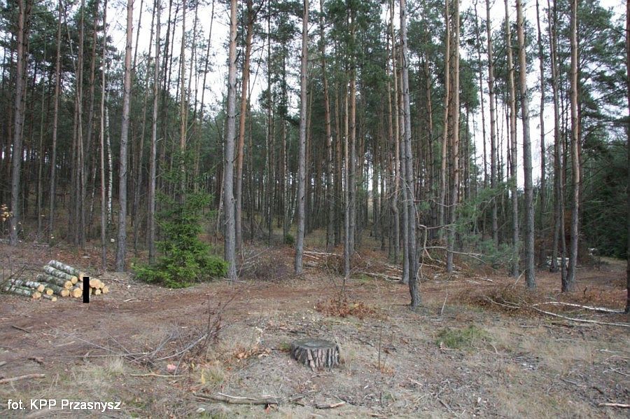 Wpadł ze skradzionym drzewem