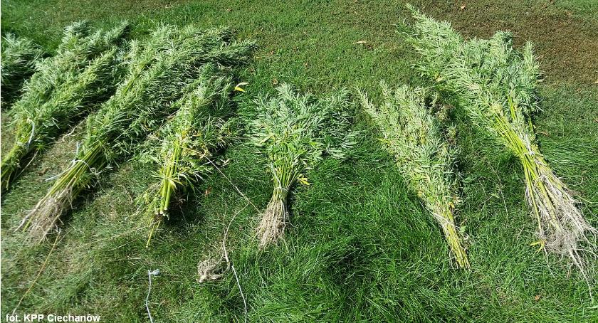 Duża plantacja konopi pod Ciechanowem. Można było uzyskać z nich marihuanę wartą ok. 700 tys. zł