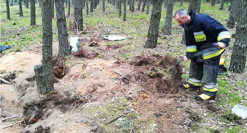 Psia rodzina utknęła w ... lisiej norze. Na pomoc przybyli strażacy (zdjęcia)