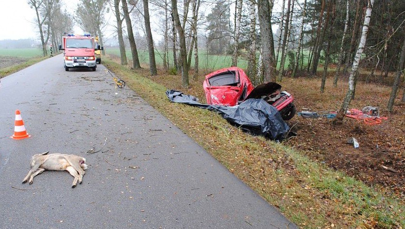 Sarna wbiegła pod koła Toyoty. Zginął 26-latek