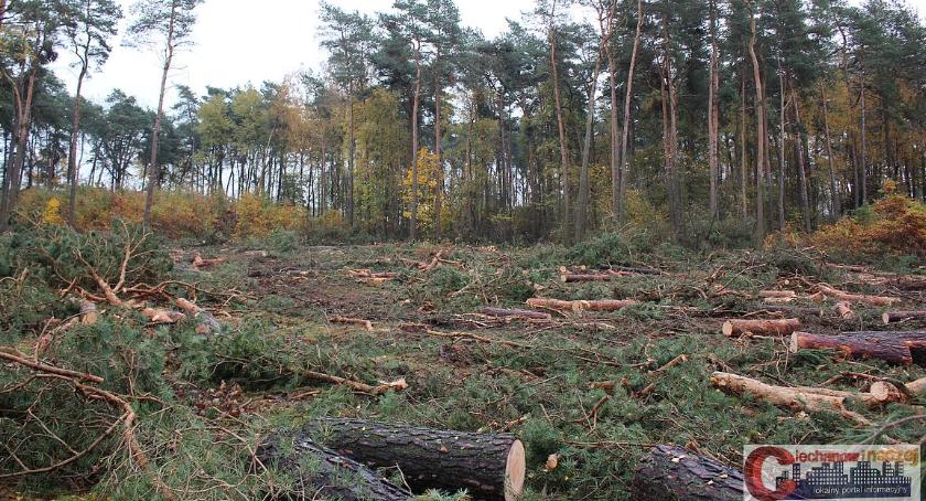 W lesie na Krubinie trwa wycinka drzew. Nadleśnictwo: Drzewostan zostanie odnowiony